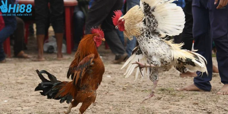 Cá cược đá gà mang đến nhiều lợi nhuận lớn