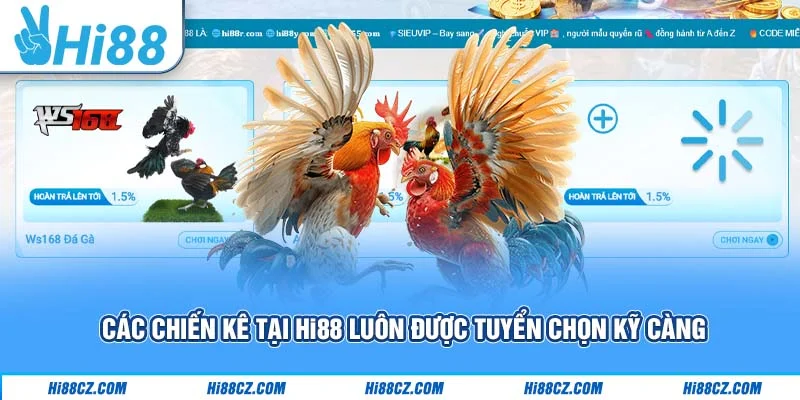 Các chiến kê tại Hi88 luôn được tuyển chọn kỹ càng