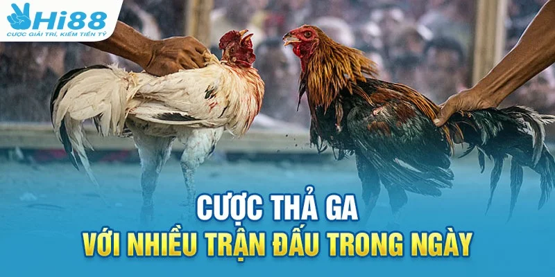 Đặt cược bắt kèo đá gà thả ga lợi nhuận khủng