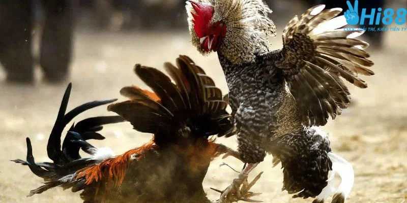 Các thể loại chơi đá gà hấp dẫn được yêu thích nhất