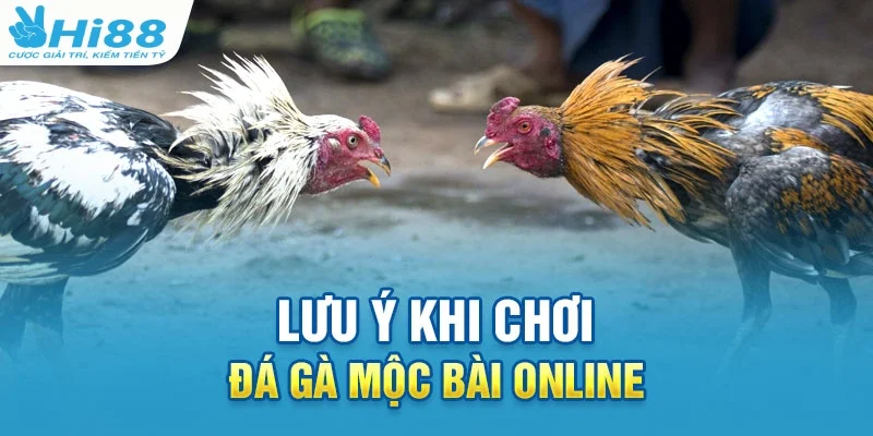 Lưu ý cần biết để bắt kèo đá gà Mộc Bài hiệu quả