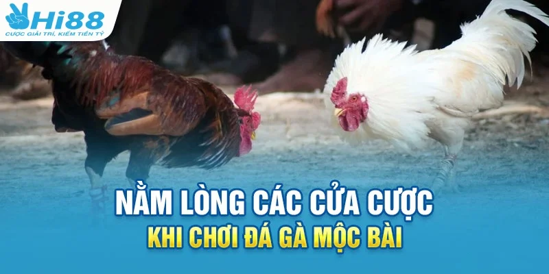 Nắm vững các cửa cược khi chơi trực tiếp đá gà Mộc Bài