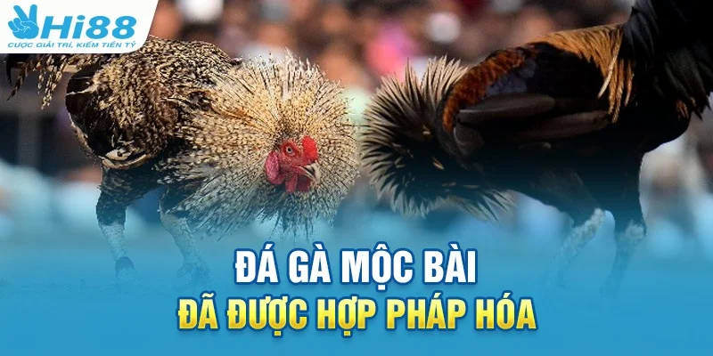 Tổ chức các trận đá gà hợp pháp chuyên nghiệp