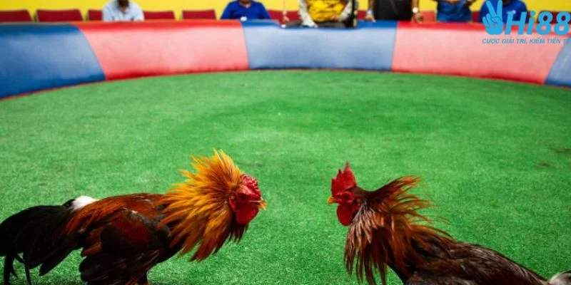 Các hình thức đá gà trực tiếp Campuchia ngày hôm nay